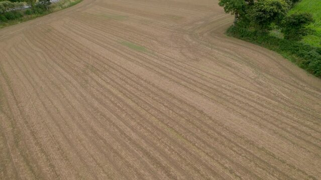 Agricultural farmland with rows of cultivated plants. Aerial view