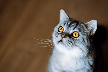 Fototapeta premium portrait of a cat