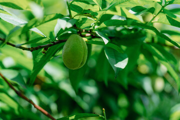 green peach on tree