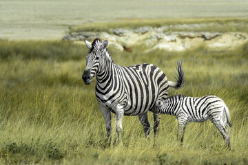 Fototapeta na wymiar Zebra in the savannah with pony