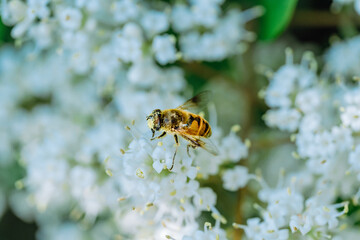 bee on a flower