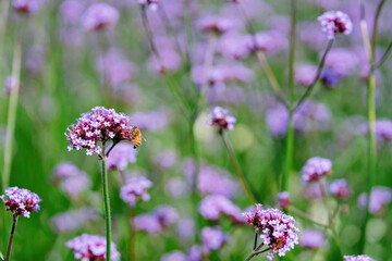 bee on lavender