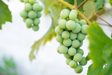 Bunches of white grapes