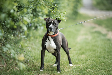 Picture of black rescued dog. This dog is rescued from a dog fight and he is ready for adoption....
