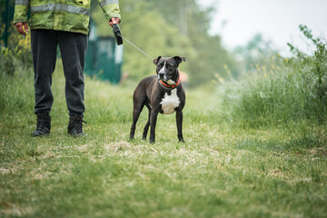 Picture of black rescued dog. This dog is rescued from a dog fight and he is ready for adoption....