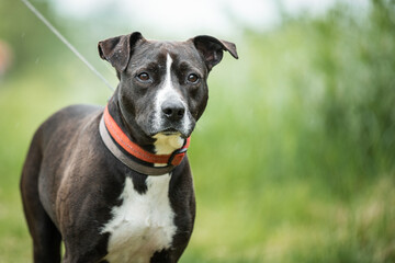 Picture of black rescued dog. This dog is rescued from a dog fight and he is ready for adoption....