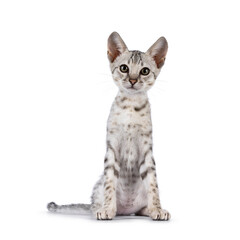 Cute F5 silver spotted Savannah cat kitten, siting up facing front. Looking towards camera. Isolated on a white background.