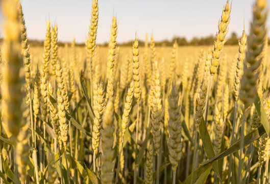 Grain field, ripe ears of golden color. Agricultural industry.