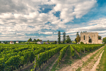 Fototapeta na wymiar Vineyards of Saint Emilion, Bordeaux. Wineyards in France. Ruins of medieval church with rows of vine on a grape field. Wine industry