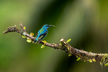 Shining honeycreeper. Glowing honey vine is a small bird of the tanager family. It is found in the tropical New World in Central America, from southern Mexico to Panama and northwestern Colombia.