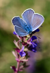 polyommatus icarus close up over sage flower