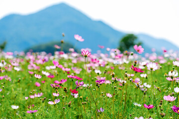 Obraz premium flowers in the meadow