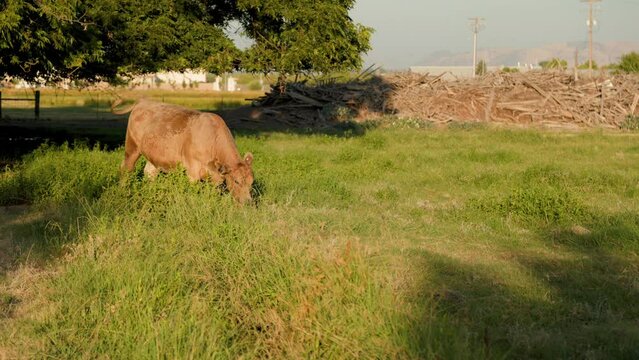 Brown cow on a ranch in Clovis, CA, USA. Wide angle. 40% slow motion.