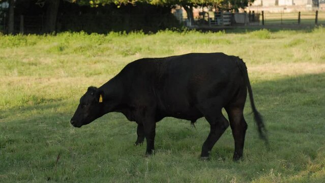 Black cow on a ranch in Clovis, CA, USA. Medium wide angle. 40% slow motion.