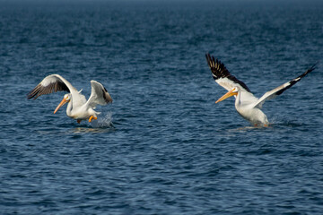 Fototapeta na wymiar American white pelicans flying