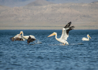 American white pelicans flying