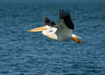 Fototapeta na wymiar Flying American white pelican