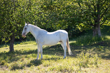 Naklejka na ściany i meble white horse in the bright sun
