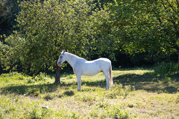 white horse in the bright sun - obrazy, fototapety, plakaty