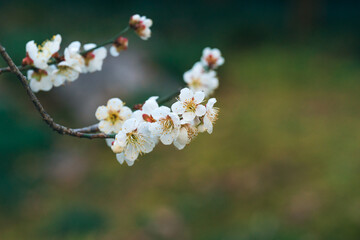 white flowers in the spring
