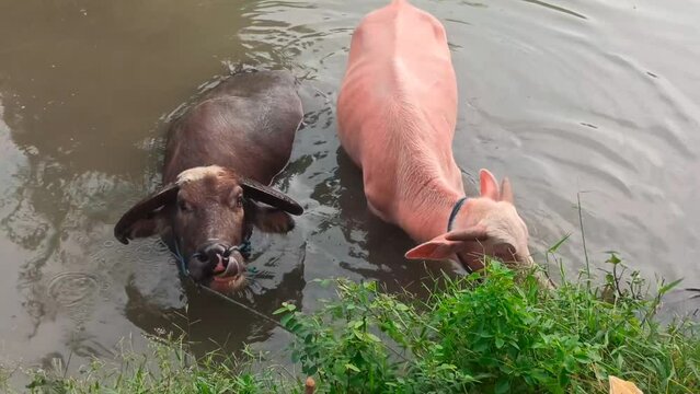 the pink and black buffalo bath together