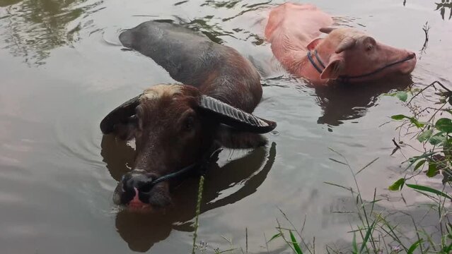 the pink and black buffalo bath together