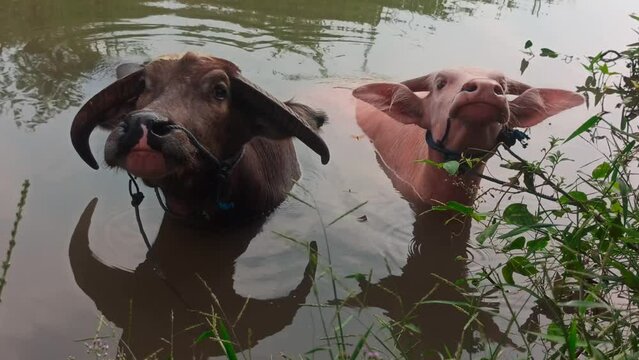 the pink and black buffalo bath together