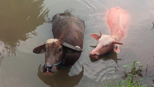 the pink and black buffalo bath together