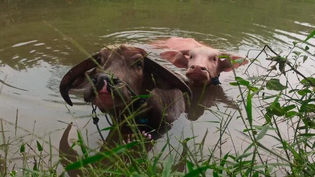 the pink and black buffalo bath together