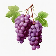 Fototapeta premium Fresh grape on white background, cartoonish style