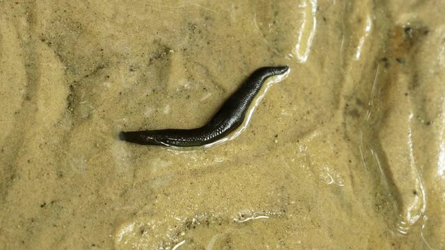 A leech in spring water crawls along the sand
