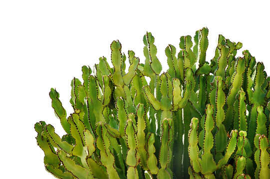 cactus plant isolated