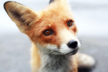 Portrait Of A Fox