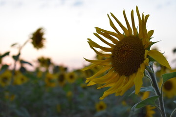 Sonnenblumen-Felder-in Hessisch Lichtenau im Sommer