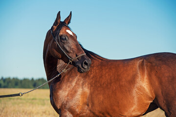 portrait of beautiful bay filly posing in the field at sunny evening
