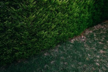 Green hedge fence with green grass floor