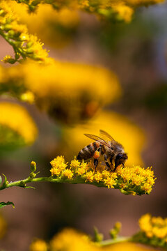 Westliche Honigbiene beim Pollen sammeln auf  einer Riesen-Goldrute
