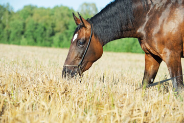 portrait of beautiful bay filly posing in the field with ripe cereals rye. close up