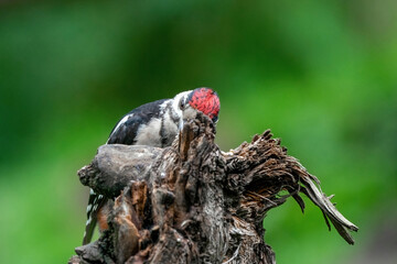 Great woodpecker Dendrocopos major, male of this large bird sitting on tree stump, red feathers, green diffuse background, wild nature scene
