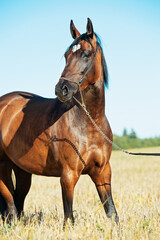 portrait of beautiful bay filly posing in the field with ripe cereals rye. close up