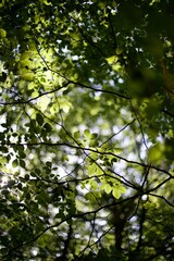 Fototapeta na wymiar Feuillage vert d'arbre dans la forêt en été avec soleil