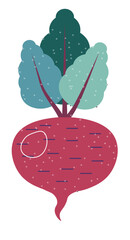 Beetroot organic and natural vegetable, veggies