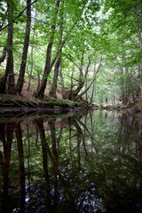 Forêt humide reflet eau rivière arbre nature - détente zen 