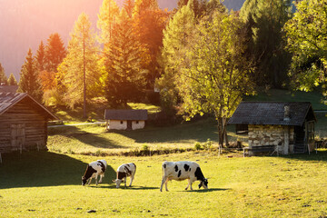 Cows in italian Dolomite Alps at summer time. Piereni in Val Canali, Paneveggio natural park, Trentino, Dolomites, Italy. Landscape photography
