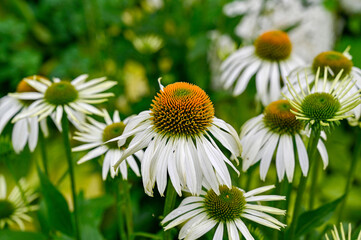 Fototapeta premium Closeup of white and yellow Coneflower Echinacea