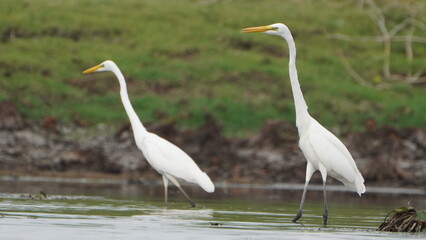 Tiruchirapalli,Tamilnadu, india- 12 august 2023 two White Crane Bird on the lake waiting for fish