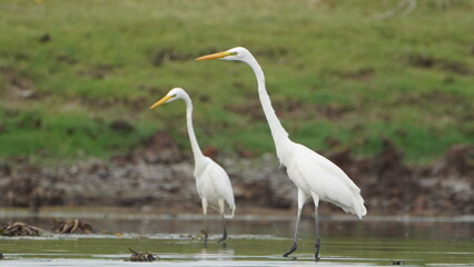 Tiruchirapalli,Tamilnadu, india- 12 august 2023 two White Crane Bird on the lake waiting for fish