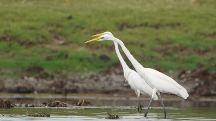Tiruchirapalli,Tamilnadu, india- 12 august 2023 two White Crane Bird on the lake waiting for fish