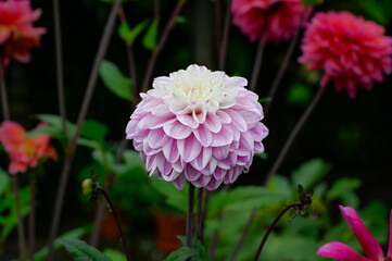 Obraz premium One bright purple Dahlia flower in flower bed