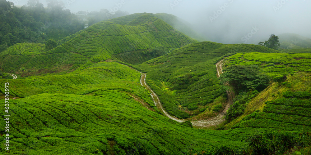 Sticker misty morning in tea plantation at Cameron highland, Malaysia